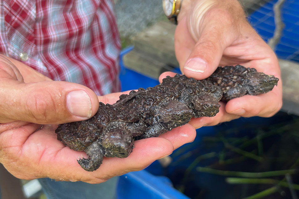 Ben Naquin of the Louisiana Alligator Snapping Turtle Founda􀆟on holds baby alligator snapping turtles.